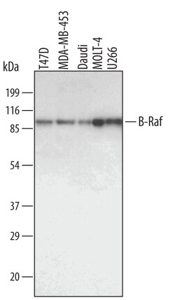 Human B-Raf Antibody, R D Systems 100&mu;g; Unlabeled:Antibodies, Polyclonal