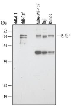 Human/Mouse/Rat B-Raf Antibody, R D Systems 100ug; Unlabeled:Antibodies,