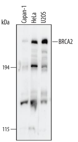 Human BRCA2 Antibody, R D Systems 100ug; Unlabeled:Antibodies, Monoclonal