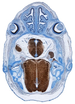 Human/Mouse SEZ6L2/BSRP-A Antibody, R D Systems 25&mu;g; Unlabeled:Antibodies,