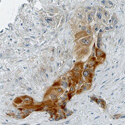 Human/Mouse/Rat BTF3 Antibody, R D Systems 25&mu;g; Unlabeled:Antibodies,