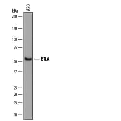 Mouse BTLA Antibody, R D Systems 25&mu;g; Unlabeled:Antibodies, Monoclonal