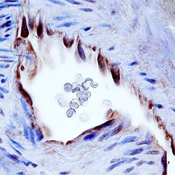 Human BTN2A2/Butyrophilin 2A2 Antibody, R D Systems 25&mu;L; Unlabeled:Antibodies,