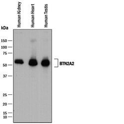 Human BTN2A2/Butyrophilin 2A2 Antibody, R D Systems 25&mu;L; Unlabeled:Antibodies,