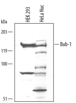 Human Bub1 Antibody, R D Systems 25&mu;g; Unlabeled:Antibodies, Polyclonal