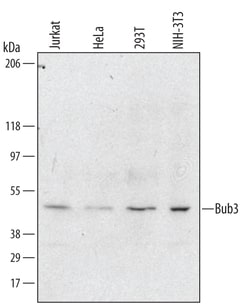 Human/Mouse Bub3 Antibody, R D Systems 25&mu;g; Unlabeled:Antibodies, Polyclonal