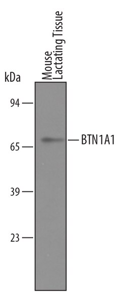 Mouse BTN1A1/Butyrophilin Antibody, R D Systems 100&mu;g; Unlabeled:Antibodies,