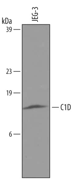 Human C1D Antibody, R D Systems 25&mu;g; Unlabeled:Antikörper