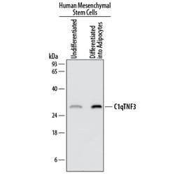 Human CTRP3/C1qTNF3/CORS26 Antibody, R D Systems 25&mu;g; Unlabeled:Antibodies,