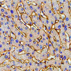 Human CTRP5/C1qTNF5 Antibody, R D Systems 100 &mu;g | Buy Online | R&D Systems | Fisher Scientific