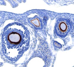 Mouse C4.4A/LYPD3 Antibody, R D Systems 100&mu;g; Unlabeled:Antibodies,