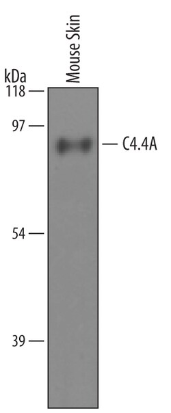 Mouse C4.4A/LYPD3 Antibody, R D Systems 100&mu;g; Unlabeled:Antibodies,