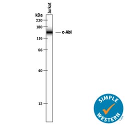 Human c-Abl Antibody, R&D Systems™