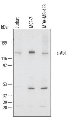 Human c-Abl Antibody, R D Systems 100&mu;g; Unlabeled:Antibodies, Polyclonal