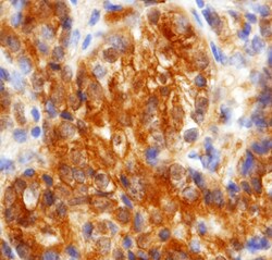 Human Cadherin-11 Antibody, R D Systems 25&mu;g; Unlabeled:Antibodies,