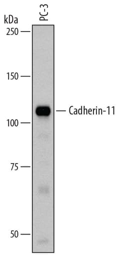 Human Cadherin-11 Antibody, R D Systems 25&mu;g; Unlabeled:Antibodies,