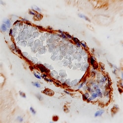 Human Cadherin-11 Antibody, R D Systems 100ug; Unlabeled:Antibodies, Monoclonal