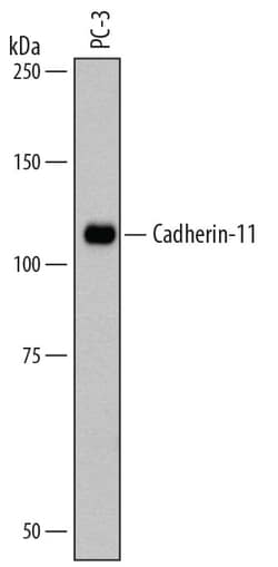 Human Cadherin-11 Antibody, R D Systems 100ug; Unlabeled:Antibodies, Monoclonal