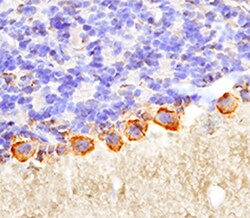 Human/Mouse Cadherin-13 Antibody, R D Systems 100ug; Unlabeled:Antibodies,