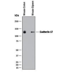 Mouse Cadherin-17 Antibody, R D Systems:Antibodies:Primary Antibodies
