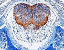 Mouse Cadherin-4/R-Cadherin Antibody, R D Systems 100&mu;g; Unlabeled:Antibodies,
