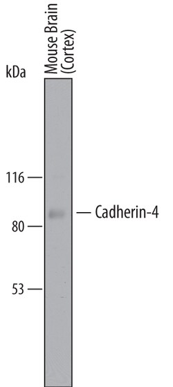 Mouse Cadherin-4/R-Cadherin Antibody, R D Systems 100&mu;g; Unlabeled:Antibodies,