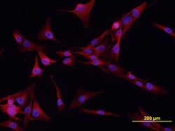 Human Cadherin-6/KCAD Antibody, R D Systems 25&mu;g; Unlabeled:Antibodies,