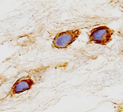 Human Cadherin-6/KCAD Antibody, R D Systems 100ug; Unlabeled:Antibodies,
