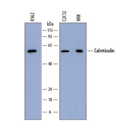 Human/Mouse/Rat Calreticulin Antibody, R D Systems 100ug; Unlabeled:Antibodies,
