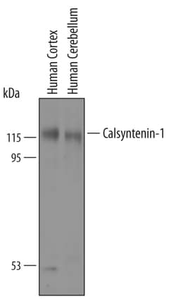 Human Calsyntenin-1 Antibody, R D Systems 100&mu;g; Unlabeled:Antibodies,