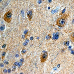 Human Calsyntenin-2 Antibody, R D Systems 100&mu;g; Unlabeled:Antibodies,