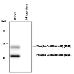 Phospho-CaM Kinase II (T286) Antibody, R D Systems 100&mu;L; Unlabeled:Antibodies,