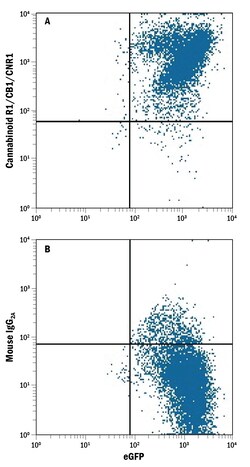 Human Cannabinoid R1/CB1/CNR1 Antibody, R D Systems 25&mu;g; Unlabeled:Antibodies,
