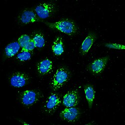 Human Calcium Activated Nucleotidase 1/CANT1 Antibody, R D Systems 100 &mu;g | Buy Online | R&D Systems | Fisher Scientific