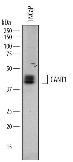 Human Calcium Activated Nucleotidase 1/CANT1 Antibody, R D Systems 100 &mu;g | Buy Online | R&D Systems | Fisher Scientific
