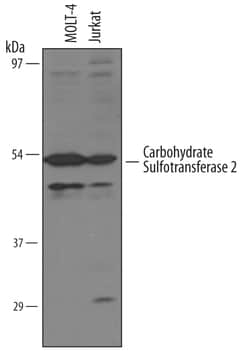 Human Carbohydrate Sulfotransferase 2/CHST2 Antibody, R D Systems 100&mu;g;