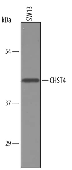 Human Carbohydrate Sulfotransferase 4/CHST4 Antibody, R D Systems 25&mu;g;
