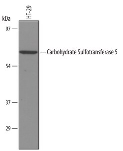 Human Carbohydrate Sulfotransferase 5/CHST5 Antibody, R D Systems 25&mu;g;