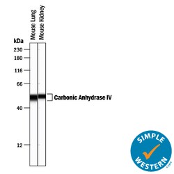 Mouse Carbonic Anhydrase IV/CA4 Antibody, R D Systems 100 &mu;g | Buy Online | R&D Systems | Fisher Scientific