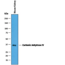 Mouse Carbonic Anhydrase IV/CA4 Antibody, R D Systems 100 &mu;g | Buy Online | R&D Systems | Fisher Scientific