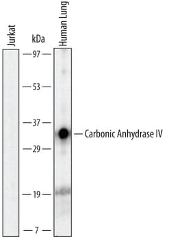 Human Carbonic Anhydrase IV/CA4 Antibody, R D Systems 100ug; Unlabeled:Antibodies,