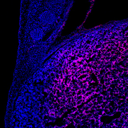Human Carboxypeptidase E/CPE Antibody, R D Systems 100 &mu;g | Buy Online | R&D Systems | Fisher Scientific