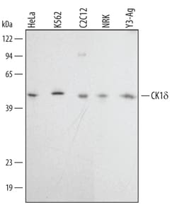 Human/Mouse/Rat Casein Kinase 1 delta Antibody, R D Systems 100&mu;g; Unlabeled:Antibodies,