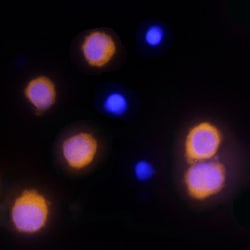 Human Caspase-1 Antibody, R D Systems 25&mu;g; Unlabeled:Antibodies, Monoclonal