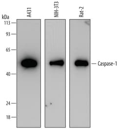 Human Caspase-1 Antibody, R D Systems 25&mu;g; Unlabeled:Antibodies, Monoclonal