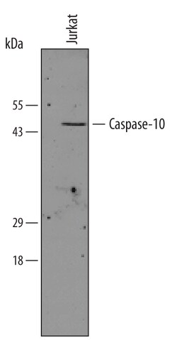 Human Caspase-10 (FLICE 2) Antibody, R D Systems 100&mu;g; Unlabeled:Antibodies,