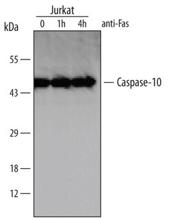 Human Caspase-10 Antibody, R D Systems 25&mu;g; Unlabeled:Antibodies, Monoclonal