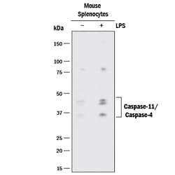 Mouse Caspase-11/Caspase-4 Antibody, R D Systems 25 ug; Unconjugated:Antibodies,