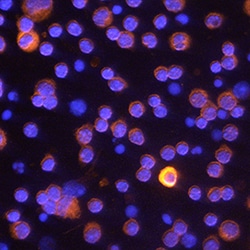 Mouse Caspase-11/Caspase-4 Antibody, R D Systems 25 &mu;g | Buy Online | R&D Systems | Fisher Scientific