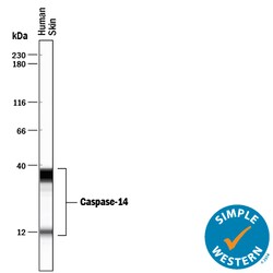 Human Caspase-14 Antibody, R D Systems 25 &mu;g | Buy Online | R&D Systems | Fisher Scientific